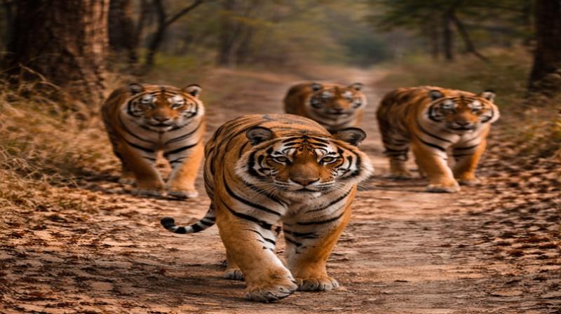 मध्य प्रदेश: हाईकोर्ट ने बाघों की मृत्यु में अचानक हुई वृद्धि पर मांगी रिपोर्ट
