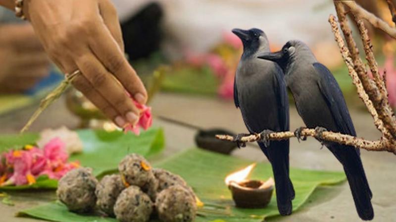 पितृपक्ष में कौवे को क्यों खिलाया जाता है श्राद्ध का भोजन? जानिए पितृपक्ष में कौवे को क्यों खिलाया जाता है श्राद्ध का भोजन? जानिए