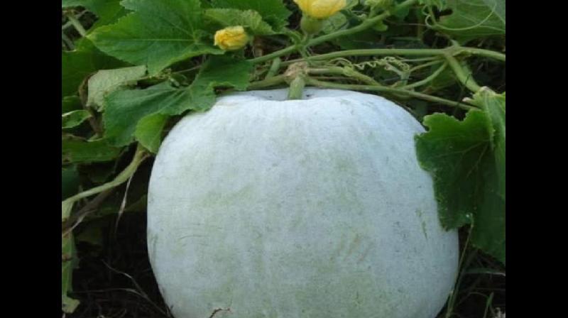 औषधीय गुणों से भरपूर है सफेद पेठे का जूस, बस जान लें सेवन के तरीके औषधीय गुणों से भरपूर है सफेद पेठे का जूस, बस जान लें सेवन के तरीके