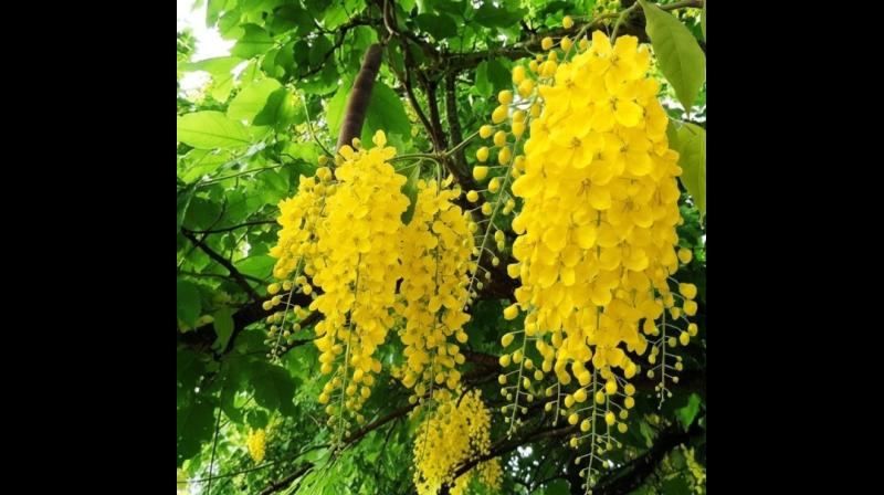अमलतास 'गोल्डन शॉवर ट्री', जिसके फूलों में छिपा है प्राकृतिक हीलिंग का जादू, जानिए फायदे अमलतास 'गोल्डन शॉवर ट्री', जिसके फूलों में छिपा है प्राकृतिक हीलिंग का जादू, जानिए फायदे