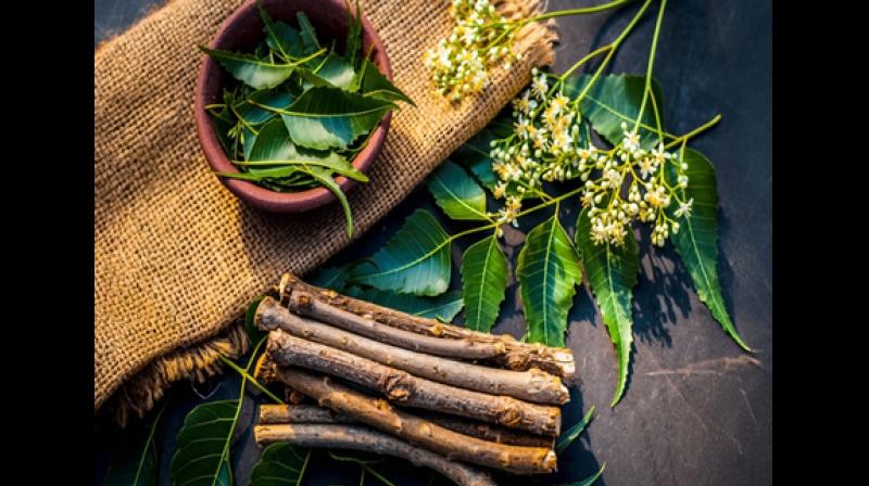 वर्ल्ड ओरल हेल्थ डे: ब्रश से 100 गुना बेहतर दातुन, नीम से जामुन तक, मौसम के अनुसार करें इस्तेमाल वर्ल्ड ओरल हेल्थ डे: ब्रश से 100 गुना बेहतर दातुन, नीम से जामुन तक, मौसम के अनुसार करें इस्तेमाल