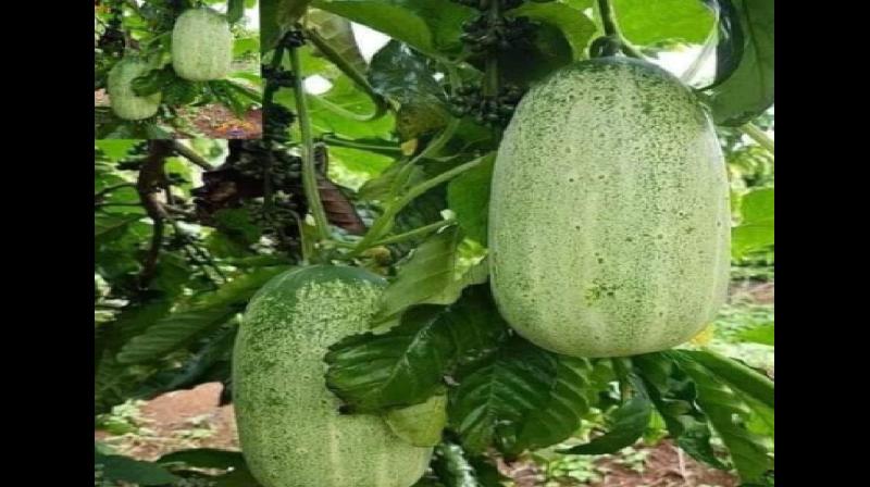 सेहत का पावरहाउस है खीरा, चेहरे से लेकर पेट के लिए लाभकारी सेहत का पावरहाउस है खीरा, चेहरे से लेकर पेट के लिए लाभकारी