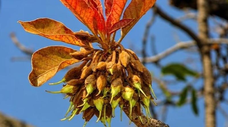 औषधीय गुणों से भरपूर प्रकृति का तोहफा 'महुआ', फूल-फल से लेकर बीज तक औषधीय गुणों से भरपूर प्रकृति का तोहफा 'महुआ', फूल-फल से लेकर बीज तक