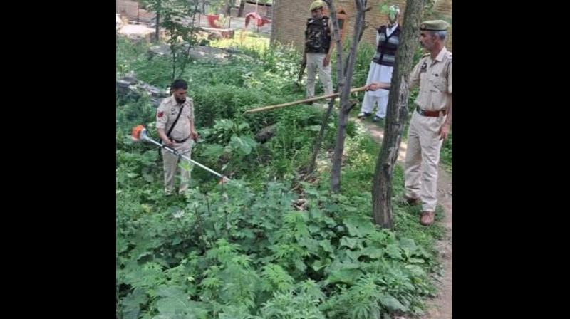 जम्मू-कश्मीर: नशे के खिलाफ बारामूला में पुलिस का बड़ा अभियान, जंगली जम्मू-कश्मीर: नशे के खिलाफ बारामूला में पुलिस का बड़ा अभियान, जंगली
