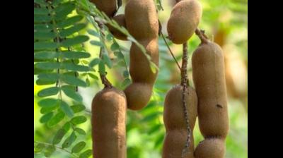स्वाद और सेहत का खजाना: पाचन तंत्र को मजबूत कर वजन नियंत्रण में कारगर इमली