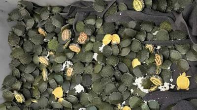 कोलकाता एयरपोर्ट पर बैंकॉक से आए यात्री के बैग से 707 रेड-ईयर्ड स्लाइडर कछुए बरामद