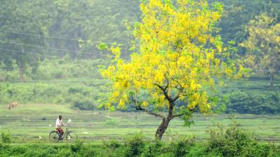 जिन इलाकों में लगे होते हैं खूब सारे पेड़, वहां बुजुर्ग आबादी रहती है डिप्रेशन से कोसों दूर: स्टडी में खुलासा
