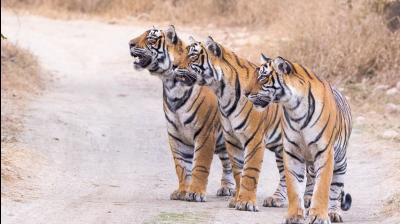 विश्व बाघ दिवस पर पीएम मोदी ने दी शुभकामनाएं, बोले- '70 प्रतिशत वैश्विक बाघ आबादी का घर है भारत'