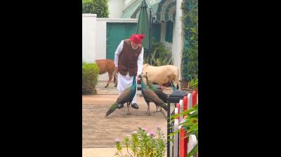 गाय को चारा खिलाया और मोर को दाना, इंस्टाग्राम पर पीएम मोदी ने शेयर