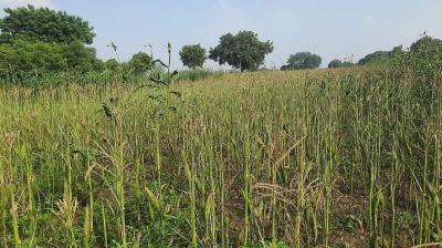 सलेम के किसानों ने सब्सिडी वाले मक्के के बीजों से कम पैदावार को लेकर