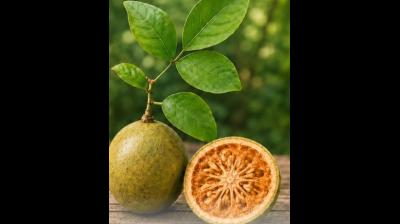 औषधीय गुणों से भरपूर है बेल का पेड़, आयुष मंत्रालय ने बताए इसके