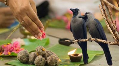 पितृपक्ष में कौवे को क्यों खिलाया जाता है श्राद्ध का भोजन? जानिए