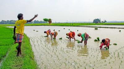 गुजरात में 63.35 लाख से अधिक किसानों ने फार्मर रजिस्ट्री में पंजीकरण
