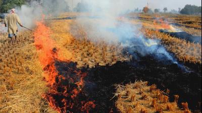 पंजाब में पराली जलाने के मामलों पर कार्रवाई, अब तक 52 घटनाएं रिपोर्ट,