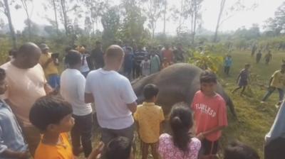 झारखंड के चाईबासा में खेत में मृत पाई गई हथिनी, दोनों दांत काट ले गए
