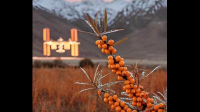 पीयूष गोयल ने सीबकथॉर्न को बताया 'लद्दाख का सोना', कहा- इसमें स्थानीय