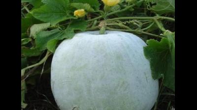 औषधीय गुणों से भरपूर है सफेद पेठे का जूस, बस जान लें सेवन के तरीके