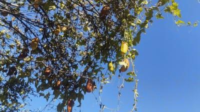जम्मू-कश्मीर के एक युवा किसान ने विकसित किया खीरे का हाइब्रिड पौधा,