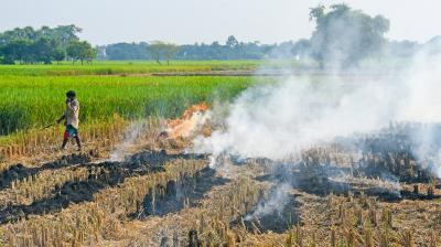 पराली जलाने से वायु प्रदूषण के साथ खेतों को भी होता है भारी नुकसान