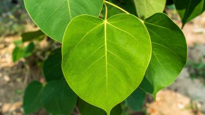 पीपल सिर्फ पेड़ भर नहीं, यहां जानिए धार्मिक महत्व, औषधीय गुण और पर्यावरणीय लाभ