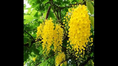 अमलतास 'गोल्डन शॉवर ट्री', जिसके फूलों में छिपा है प्राकृतिक हीलिंग का जादू, जानिए फायदे
