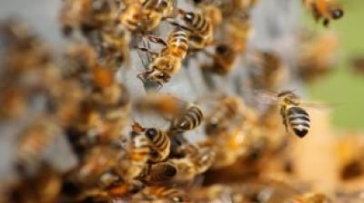 राजस्थान: अंतिम संस्कार में मधुमक्खियों के हमले से अफरा-तफरी, दो की मौत