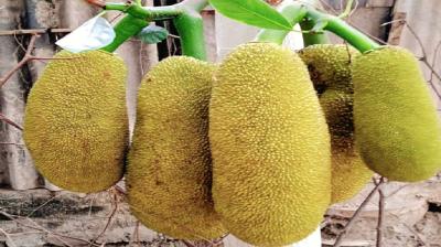 गर्मियों में सेहत का खजाना है कटहल, फाइबर से भरपूर फल दिल को रखे मजबूत