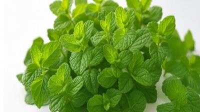 गर्मियों में पुदीना देगा ठंडक और सेहत, जानें इसके जबरदस्त फायदे