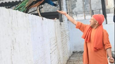 गोरखपुर : महाशिवरात्रि पर सीएम योगी ने मोर और गायों को रोटी-गुड़ खिलाया, बच्चों पर लुटाया प्यार