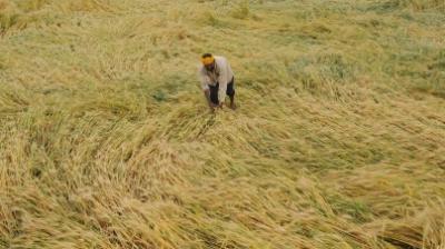 बिहार में आंधी और ओलावृष्टि से नुकसान हुए 33 फीसदी फसल का आकलन, जल्द मिलेगी क्षतिपूर्ति
