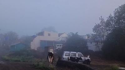 नासिक के सिन्नर में बदला मौसम का मिजाज, गर्मी की जगह बारिश और कोहरा