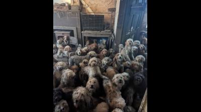 एआई नहीं, हकीकत का खौफनाक आईना: एक घर में 250 कुत्ते, तस्वीरों ने सबको चौंकाया!