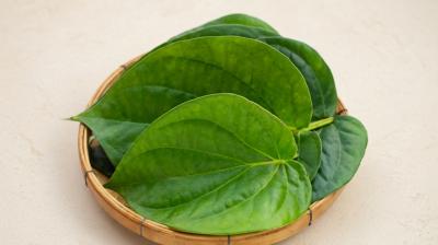 पान का पत्ता बढ़ते यूरिक एसिड को कंट्रोल करने में मददगार, सूजन और मसूड़ों के दर्द में दिलाता है राहत