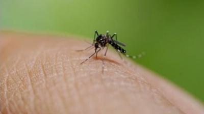 मच्छरों के आतंक से बचने का आसान तरीका, डब्ल्यूएचओ ने बताया क्या करें, क्या नहीं