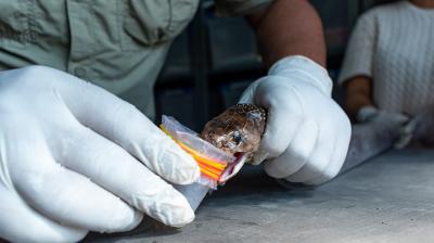 भारत सांप के काटने से होने वाली मौतों को रोकने के लिए राष्ट्रीय कार्य योजना लॉन्च करने वाला दुनिया का पहला देश