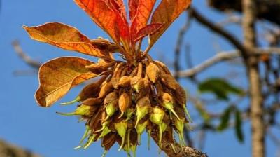 औषधीय गुणों से भरपूर प्रकृति का तोहफा 'महुआ', फूल-फल से लेकर बीज तक फायदेमंद