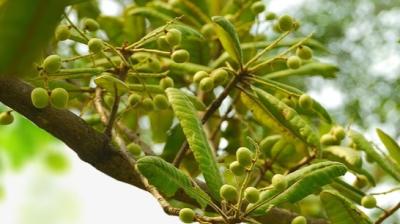 मिठाइयों का स्वाद बढ़ाने वाली चिरौंजी त्वचा से लेकर पाचन की समस्याओं तक में कारगर