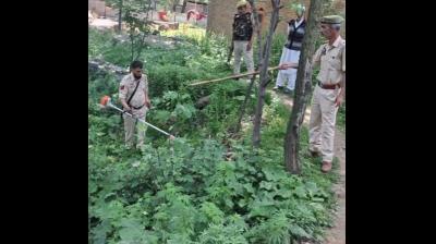 जम्मू-कश्मीर: नशे के खिलाफ बारामूला में पुलिस का बड़ा अभियान, जंगली भांग की खेती नष्ट
