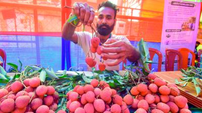 उत्तराखंड की प्रीमियम लीची की पहली खेप इटली रवाना, किसानों की आय बढ़ाने में मिलेगी मदद
