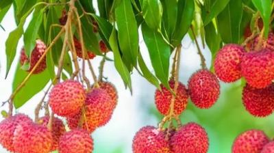 खाली पेट लीची खाना पड़ सकता है भारी? अचानक गिर सकता है ब्लड शुगर